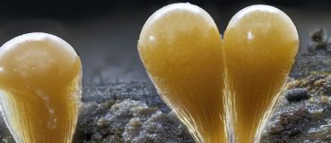 Un revêtement polymère qui combat les champignons nuisibles