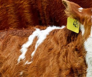 Le bétail augmente le risque d’épidémies dans le monde