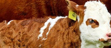 Le bétail augmente le risque d’épidémies dans le monde