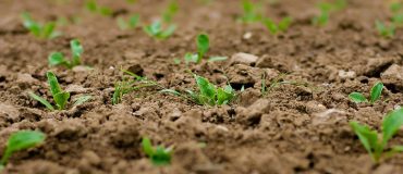 Néonicotinoïdes : 2021, le retour pour les betteraves françaises