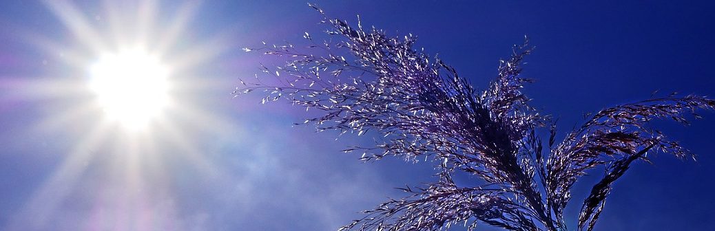 Juillet 2023 : des records de chaleur liés au dérèglement climatique