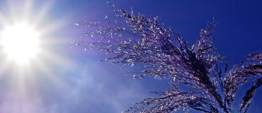Juillet 2023 : des records de chaleur liés au dérèglement climatique