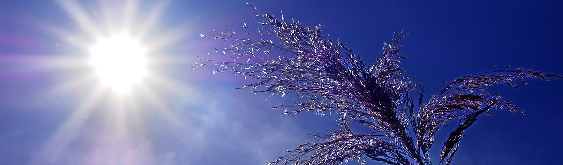 Juillet 2023 : des records de chaleur liés au dérèglement climatique