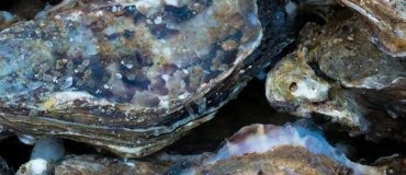 Les microplastiques menacent les huîtres perlières de Polynésie