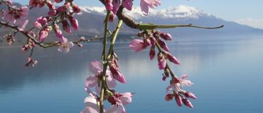 La biodiversité des lacs diminue et se standardise