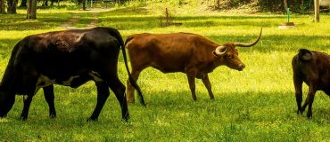 COP26 : réduire les émissions de méthane de 30% d’ici 2030