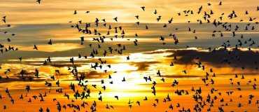 L'intelligence artificielle au service de la reconnaissance des oiseaux d'une même espèce