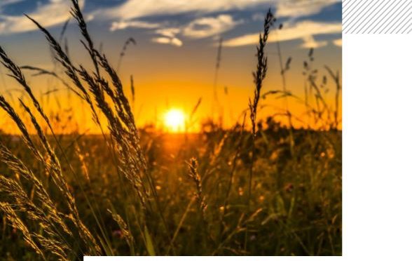 Agriculture et numérique : entre recherches et tâtonnements