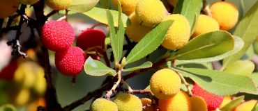 Les robots cueilleurs de fruits pourraient-ils être un réel atout pour l'arboriculture ?