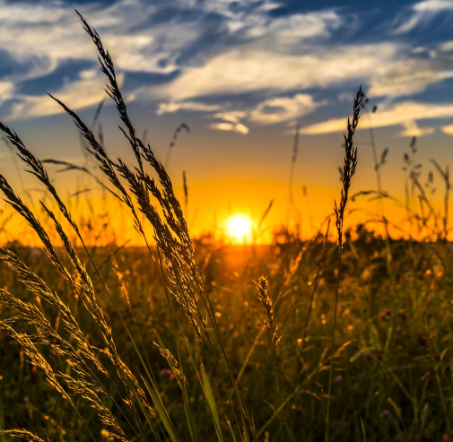 Agriculture et numérique : entre recherches et tâtonnements