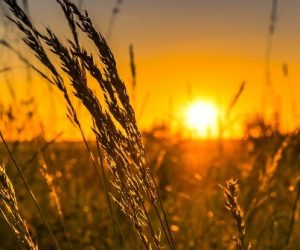 Agriculture et numérique : entre recherches et tâtonnements