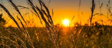 Agriculture et numérique : entre recherches et tâtonnements