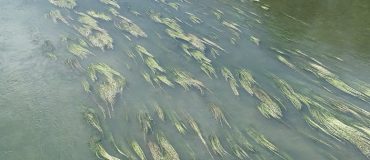 Cartographier les plantes aquatiques grâce à des images satellites et des algorithmes