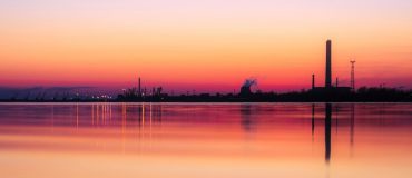 Dépolluer les milieux grâce aux plantes exotiques envahissantes