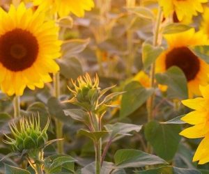 Un projet européen de recherche pour doper le rendement du tournesol