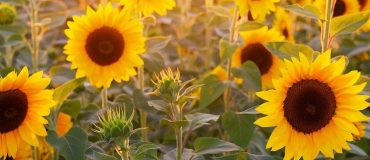 Un projet européen de recherche pour doper le rendement du tournesol
