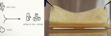Des matériaux vivants, créés à partir de bactéries et de levures