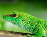 De la biomimétique au biomimétisme : un levier pour l’innovation responsable