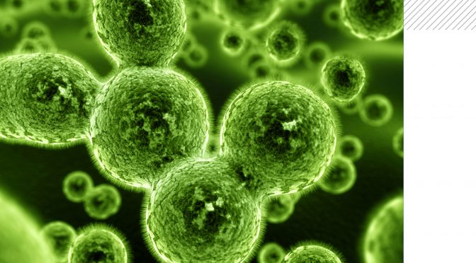 Comment sont utilisés les phages dans les biotechnologies ?