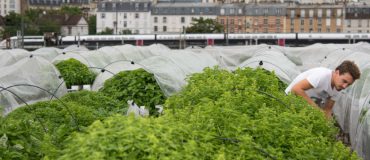 « Nous nous appuyons énormément sur l’expérience des agriculteurs » pour faire de l'agriculture urbaine