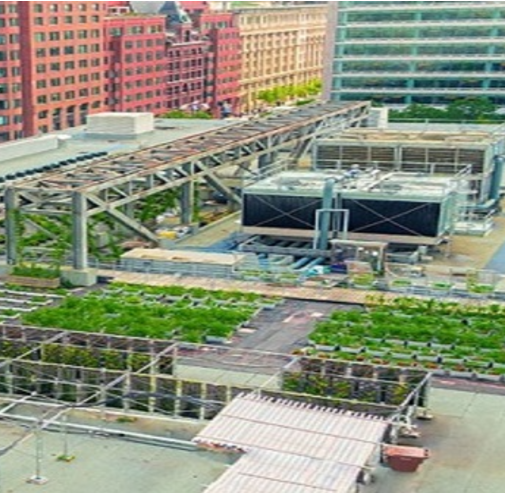 L'agriculture urbaine, entre diversification et productivité