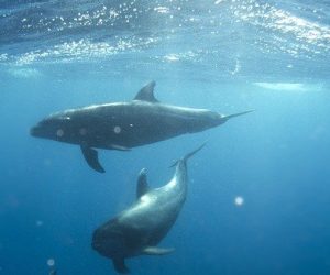 Le réchauffement climatique expose les dauphins à une maladie cutanée mortelle