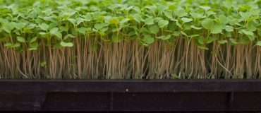 L'agriculture urbaine oscille entre innovation technologique et sociale