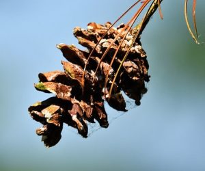 Les plantes, une source d’inspiration et d’innovation