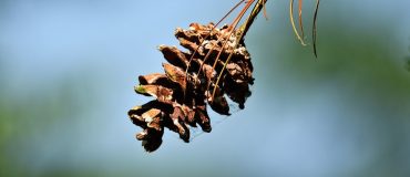 Les plantes, une source d’inspiration et d’innovation