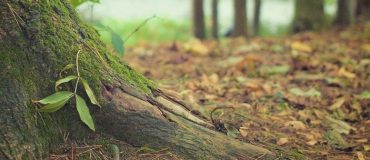 Évaluer les stocks de carbone dans le sol grâce à un nouveau modèle mathématique