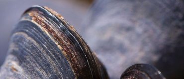 Le meilleur de la tech #5