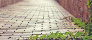Ces quatre robots s’inspirent des capacités des plantes