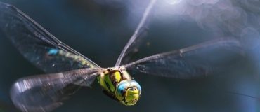 Ce robot-libellule surveille les milieux marins