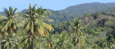 La forêt amazonienne brésilienne rejette plus de carbone qu'elle n'en stocke