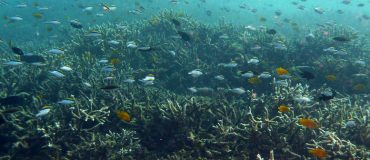Des structures biomimétiques pour ressusciter les fonds marins