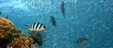 Algues, crabes, écailles de poisson : comment s’en inspirer pour créer des matériaux durables ?