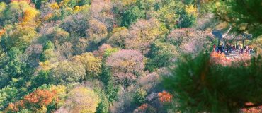 Un polymère biodégradable pour favoriser la plantation d'arbres en Chine