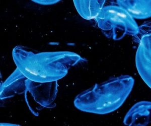 Les océans : une immense richesse pour le biomimétisme