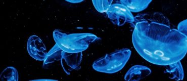 Les océans : une immense richesse pour le biomimétisme