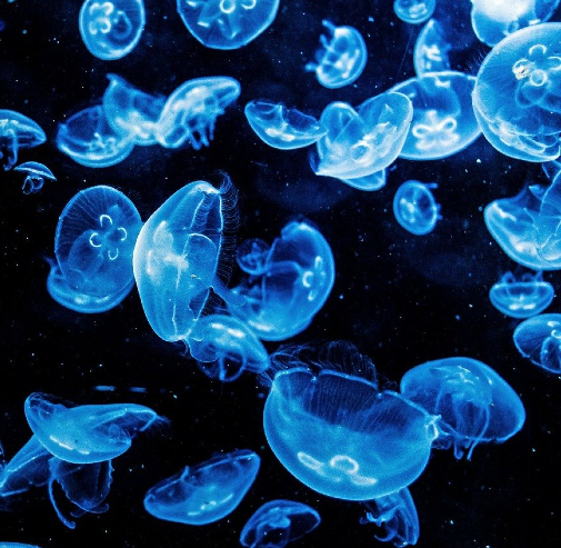 Les océans : une immense richesse pour le biomimétisme