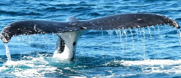 Le meilleur de la tech #8