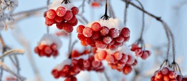 Réchauffement et gel tardif : un cocktail désastreux pour l’agriculture