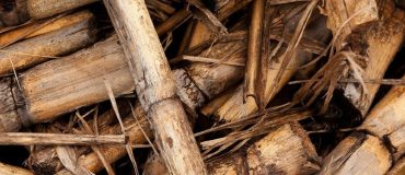 L’Europe surestime largement son utilisation à venir de la biomasse