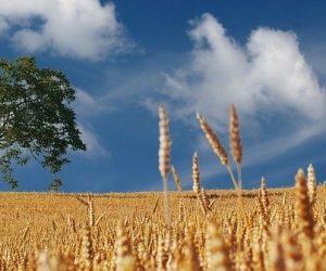L'agriculture de conservation pourrait mieux résister à l'évolution du climat