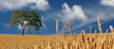 L'agriculture de conservation pourrait mieux résister à l'évolution du climat