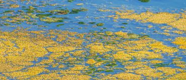 Une membrane nanocomposite capable d’éliminer la pollution aux phosphates