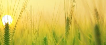 Telaqua : l’irrigation connectée