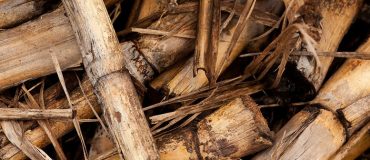 Vers la commercialisation d'une nouvelle technologie de production de biocarburants avancés