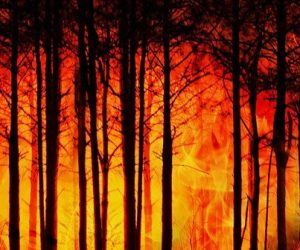Les feux de forêt font exploser les niveaux de particules fines