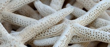 Un processus combinant séchage et méthanisation pour éliminer les étoiles de mer